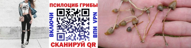 где можно купить   Ермолино  Псилоцибиновые грибы Psilocybe 